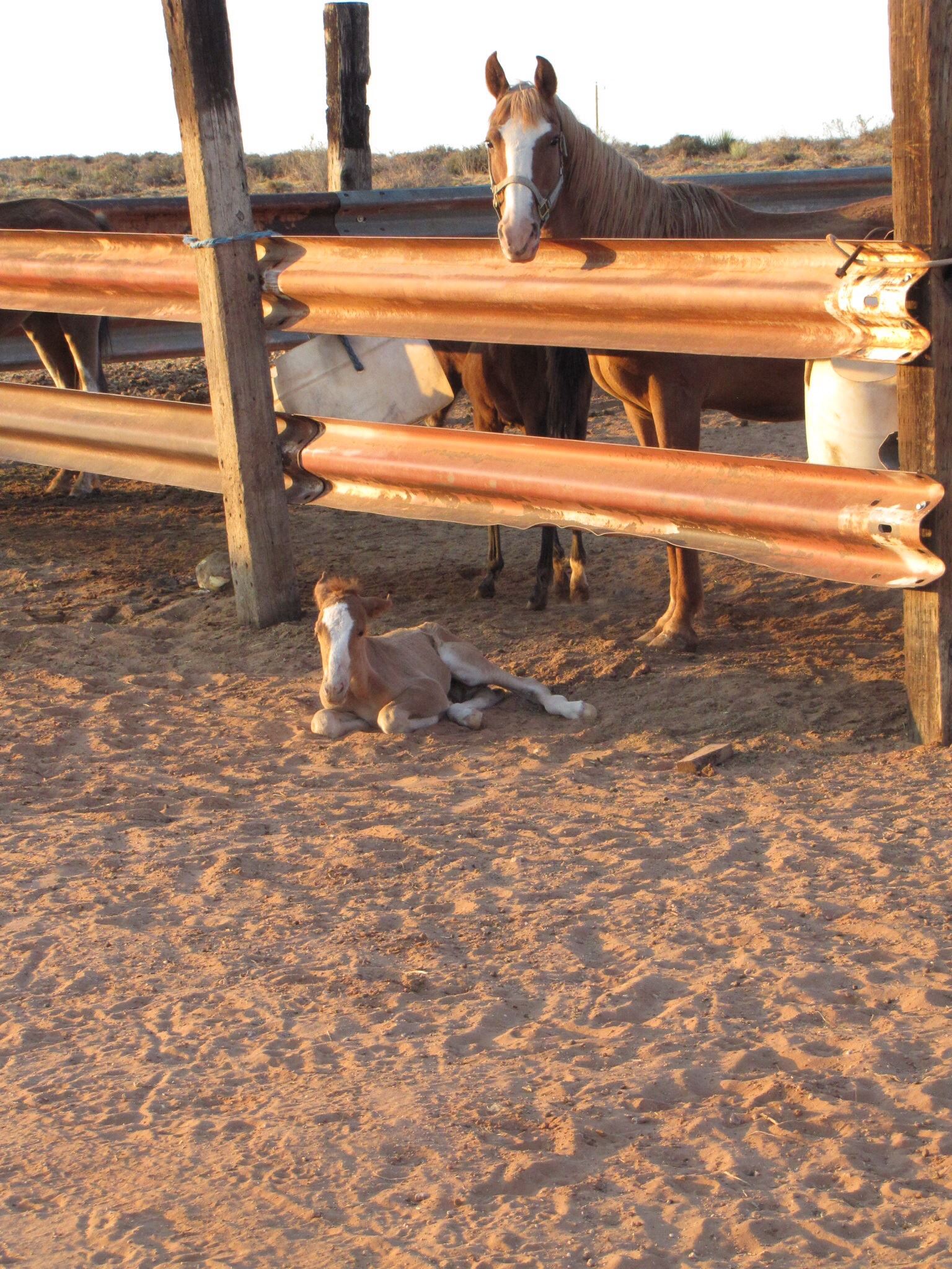 Shash Dine’ Eco-Retreat: A Glamping B&B In Navajo Nation - Glamping.com